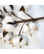 10Pcs/Bunch Natural Dried Cotton Stems